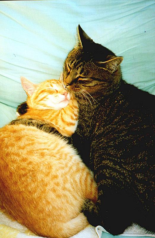 els gats dormen abra�ats