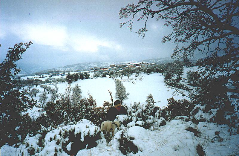 Dues b�sties davant del poble