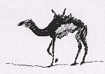 dromad.JPG (8159 octets)