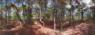 117: 16-09-2023_bosquet_del_pont_de_la_casa_sant_marti_de_canals