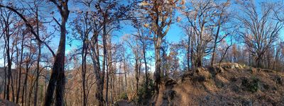 161: 01-01-2024_tremoluga_de_naens