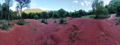 65: 08-09-2024_terrissos_vermells