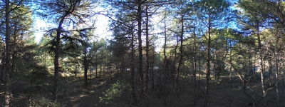 195: 16-03-2026_llau_de_llavaes