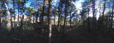 196: 16-03-2026_llau_de_llavaes